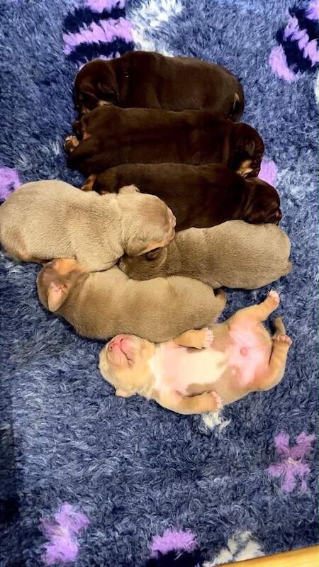 American x english bulldogs pups - Image 3 of 3
