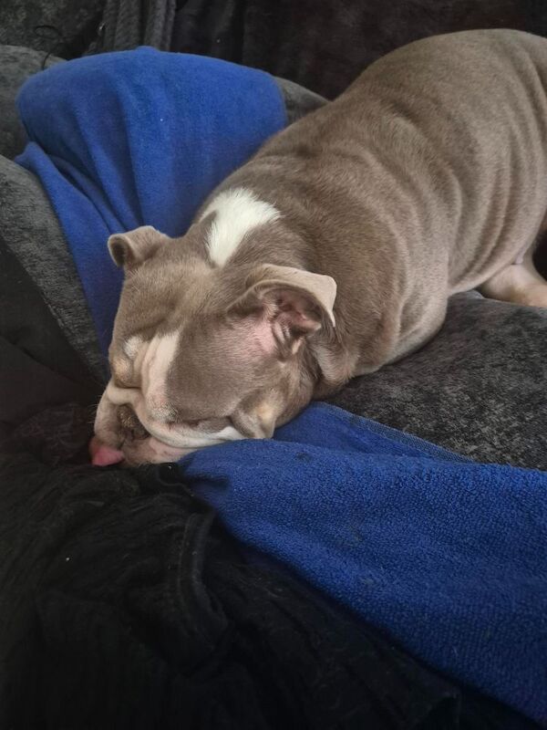 English Bulldog puppies for sale in Birmingham, West Midlands – 1 minute old