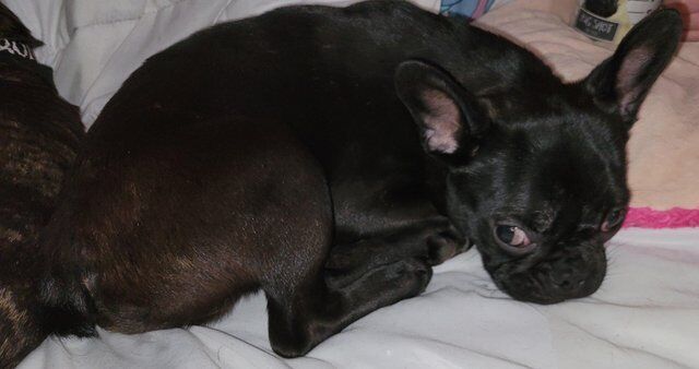 Beautiful 7 month old frenchie for sale in Leeds, West Yorkshire