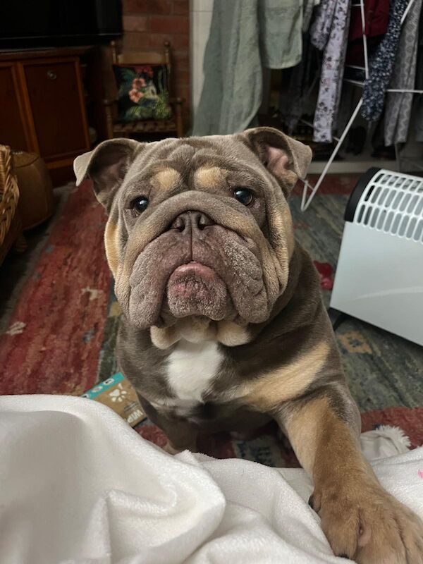 Beautiful almost 3 year old male Bulldog &pound;1000