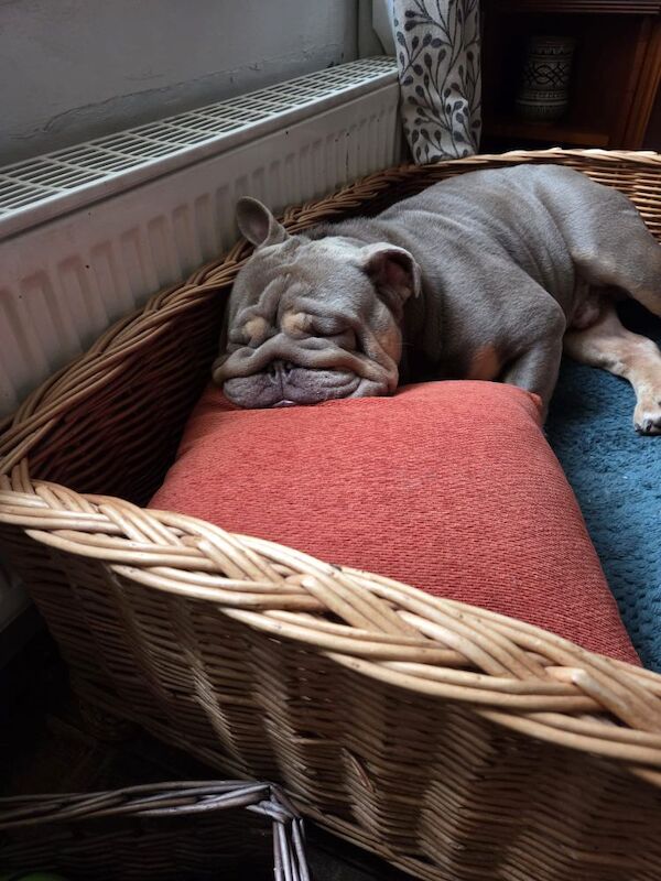 Beautiful male Bulldog - Image 2 of 5