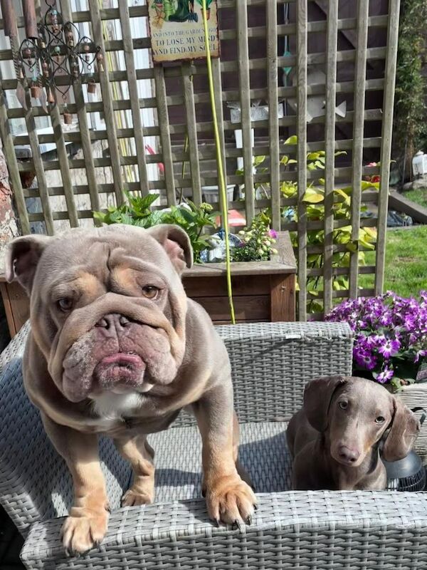 Beautiful male Bulldog - Image 3 of 5
