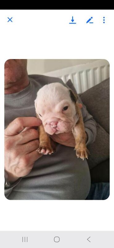 Beautiful British bulldogs - Image 2 of 4