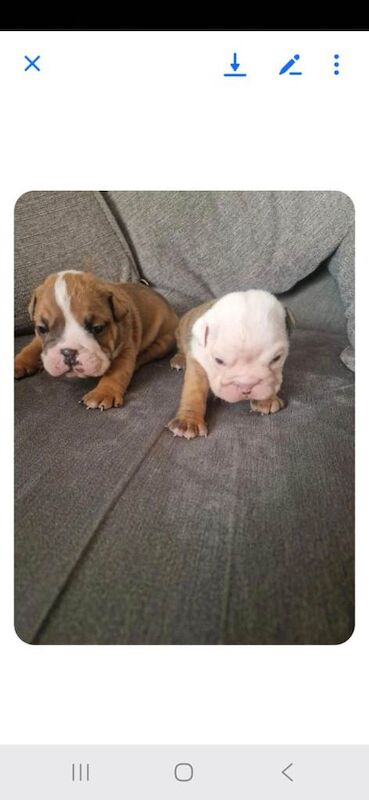 Beautiful British bulldogs - Image 3 of 4