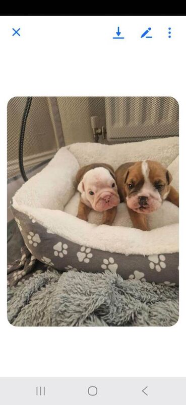 Beautiful British bulldogs - Image 4 of 4