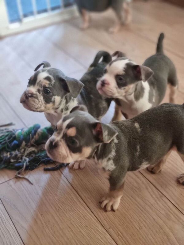 Bulldog Puppies For Sale