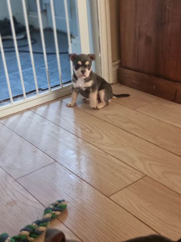 Beautiful bulldog puppys - Image 2 of 6