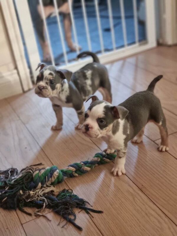 Beautiful bulldog puppys - Image 3 of 6