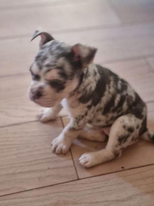 Beautiful bulldog puppys - Image 4 of 6