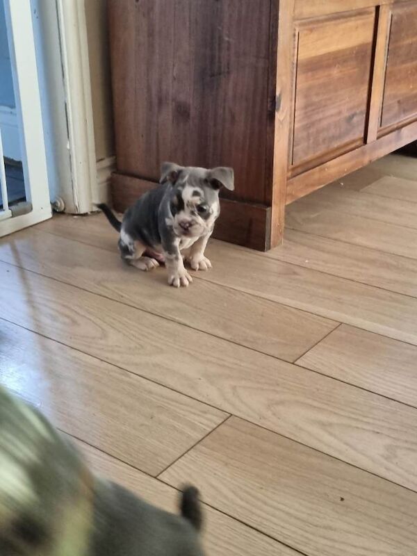 Beautiful bulldog puppys - Image 5 of 6