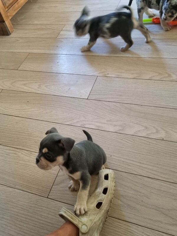 Beautiful bulldog puppys - Image 6 of 6