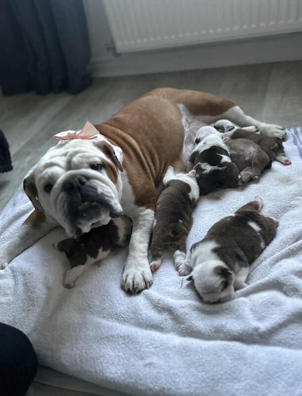 Beautiful Bulldog Pups - Image 2 of 5