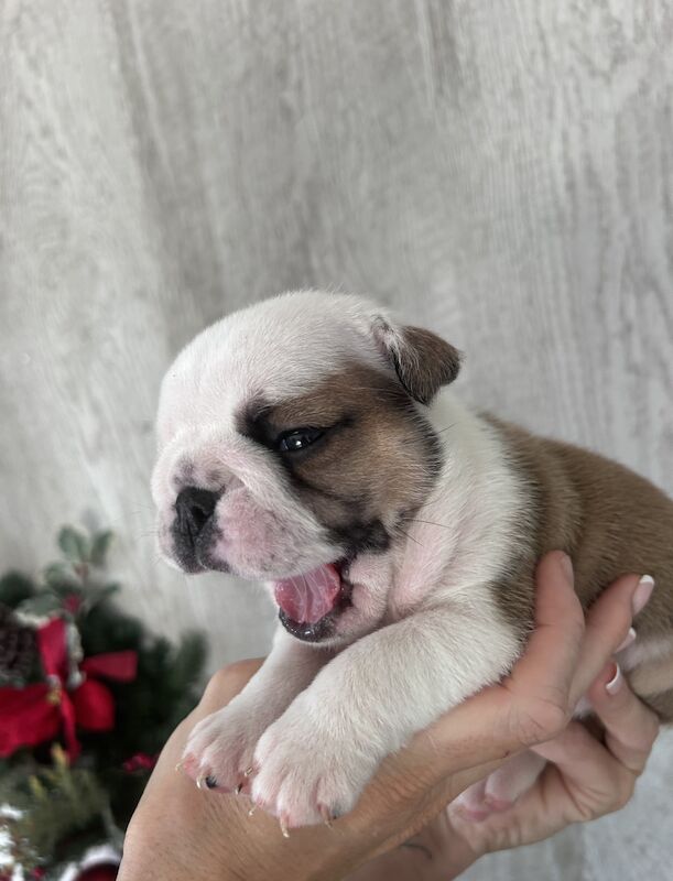 Beautiful Bulldog Pups - Image 3 of 5