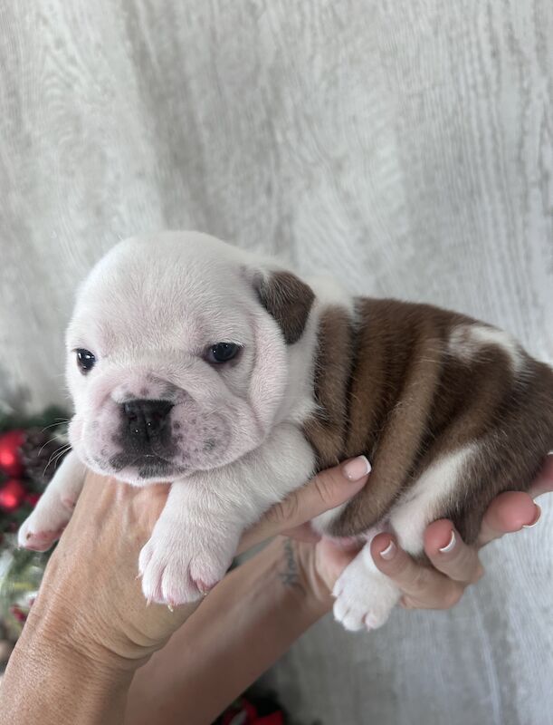 Beautiful Bulldog Pups - Image 4 of 5