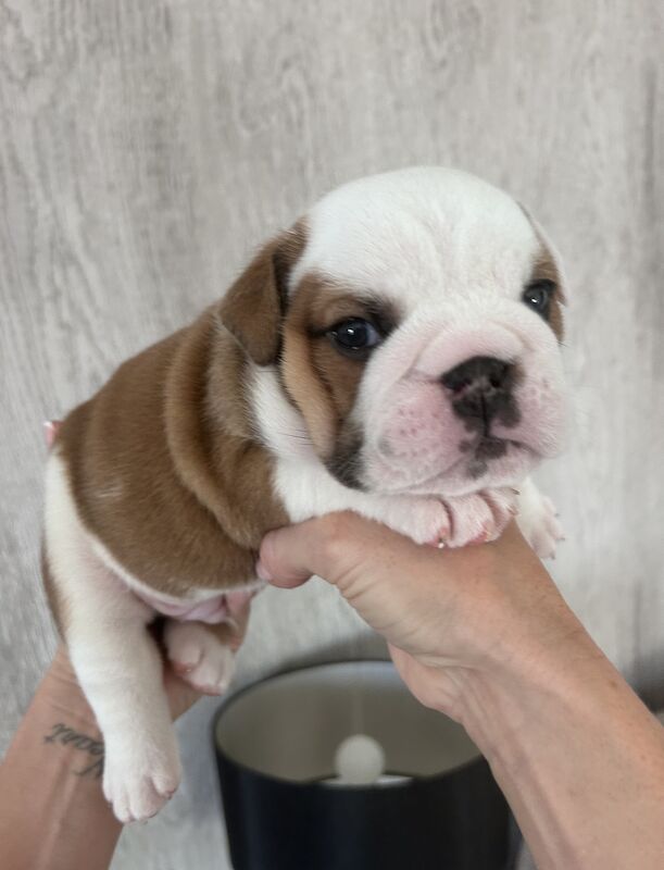 Beautiful Bulldog Pups - Image 5 of 5
