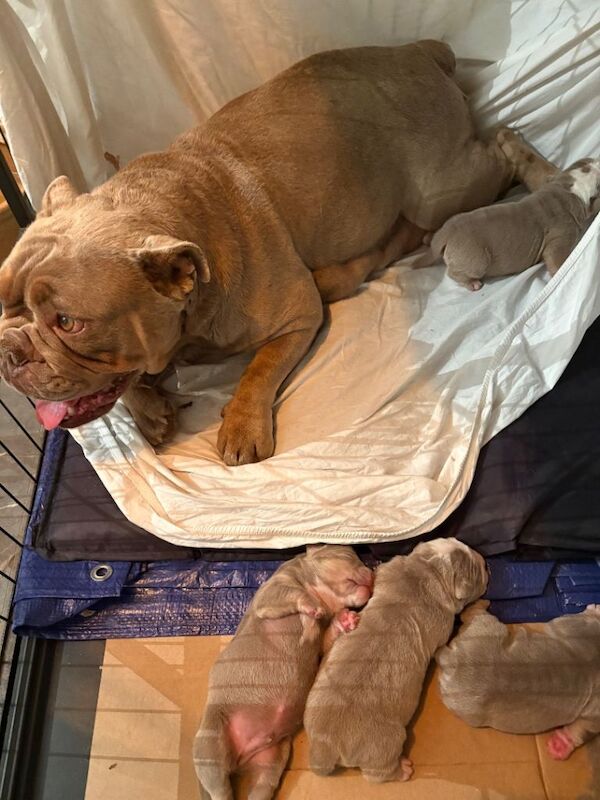 English Bulldog Puppies For Sale Under £1,000