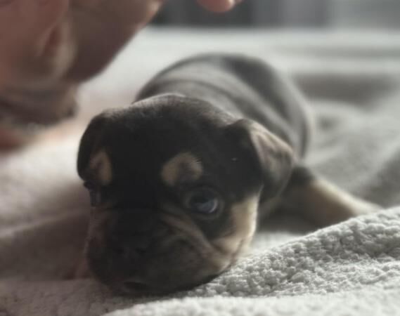 Beautiful chunky litter of French bulldog pups for sale in Lincoln, Lincolnshire