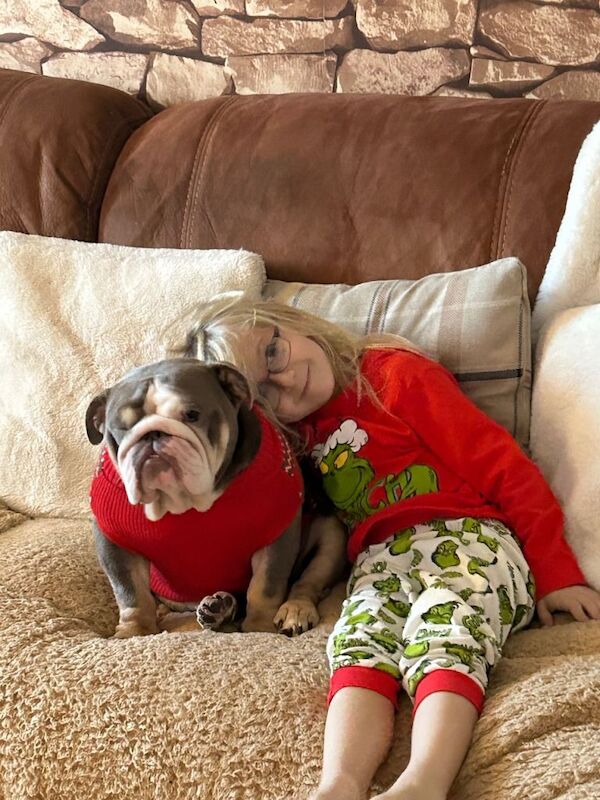 English Bulldog puppies for sale in Spennymoor, Durham – KC registered, 1 year old