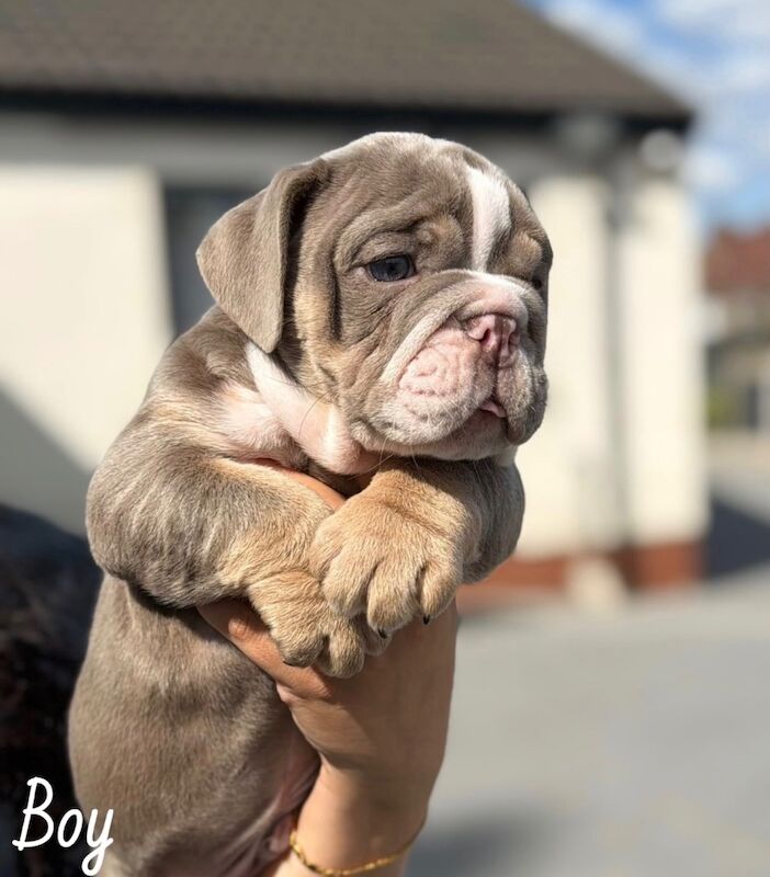 Beautiful English Bulldog Puppies