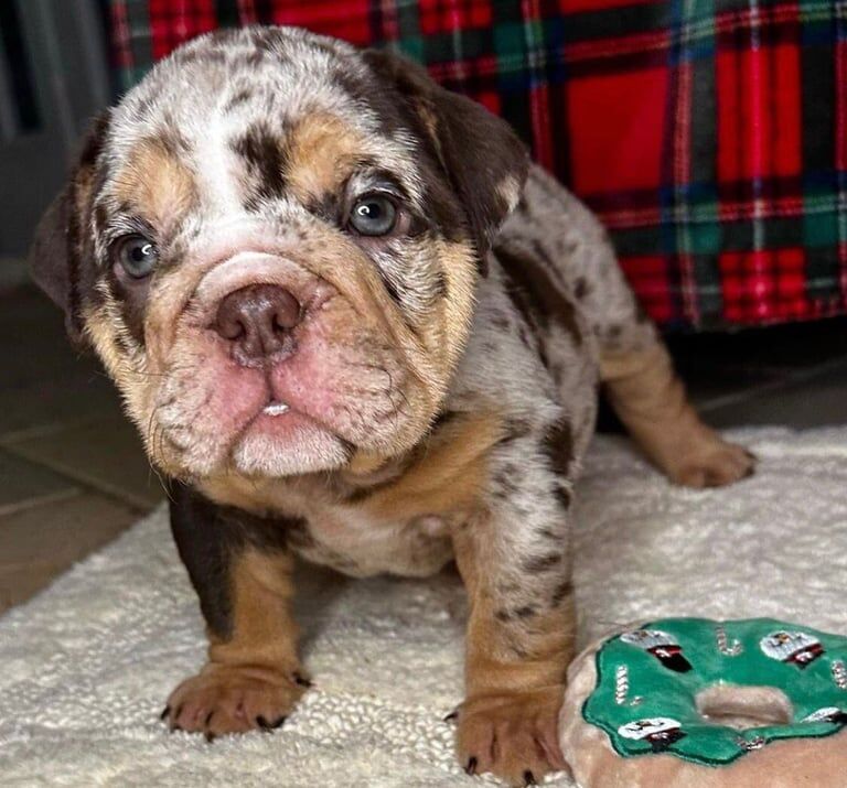 English Bulldog puppies for sale in Longford, West Midlands – 7 weeks old