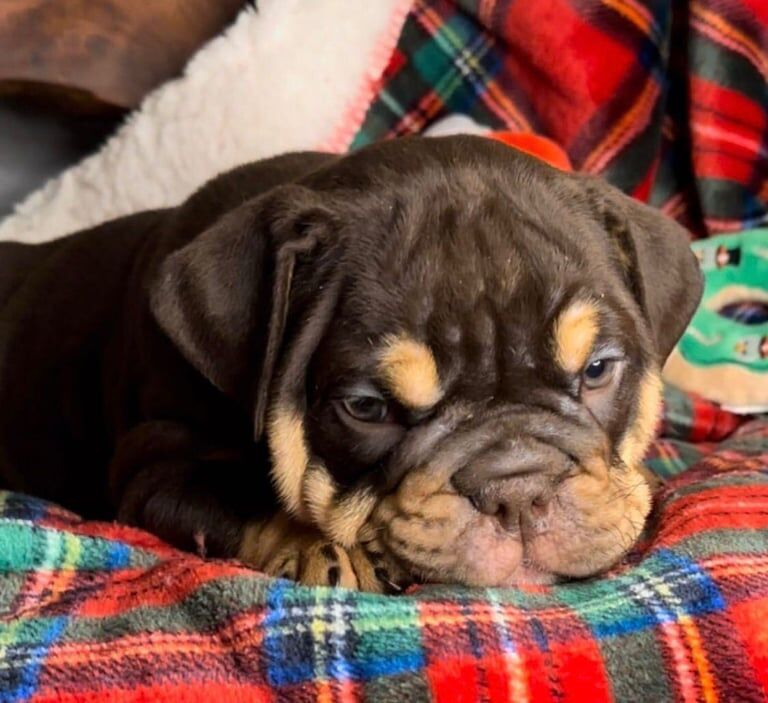 English Bulldog puppies for sale in Longford, West Midlands – 7 weeks old - Image 3 of 3