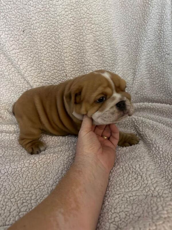 English Bulldog puppies for sale in Dunmurry, County Antrim – KC registered, 6 weeks old - Image 3 of 6