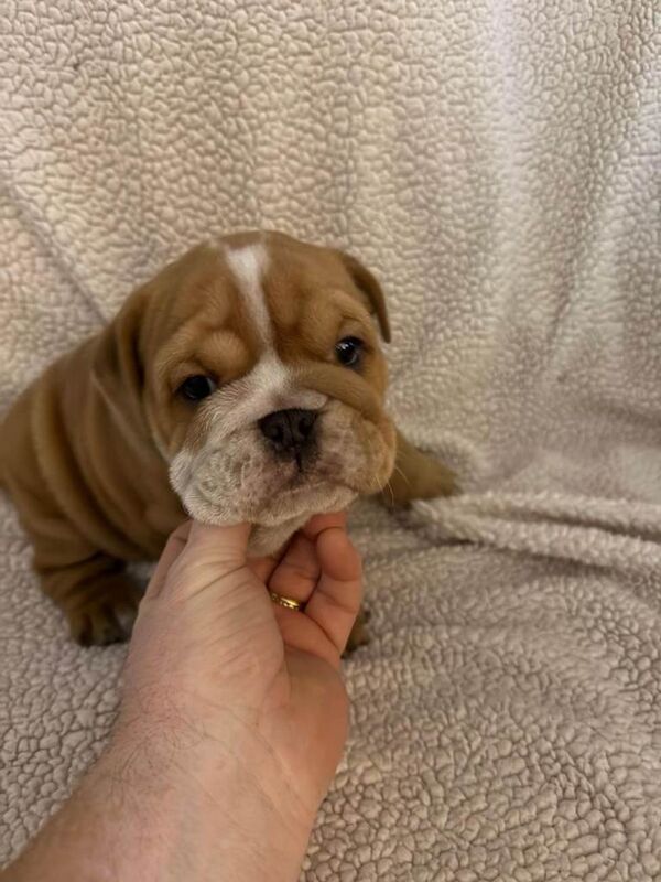 English Bulldog puppies for sale in Dunmurry, County Antrim – KC registered, 6 weeks old - Image 4 of 6