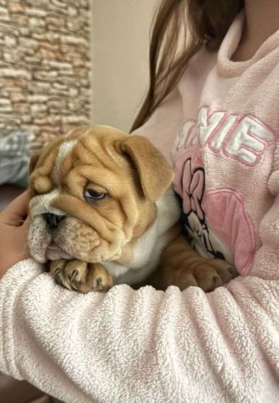English Bulldog puppies for sale in Dunmurry, County Antrim – KC registered, 6 weeks old - Image 5 of 6
