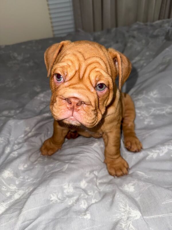 English Bulldog puppies for sale in Woodford, Greater London – KC registered, 9 weeks old