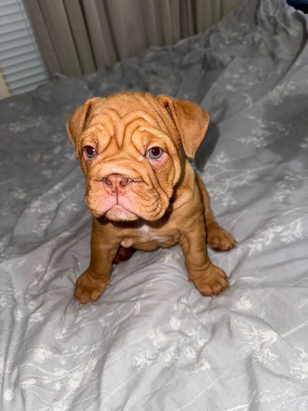 English Bulldog puppies for sale in Woodford, Greater London – KC registered, 9 weeks old - Image 2 of 3