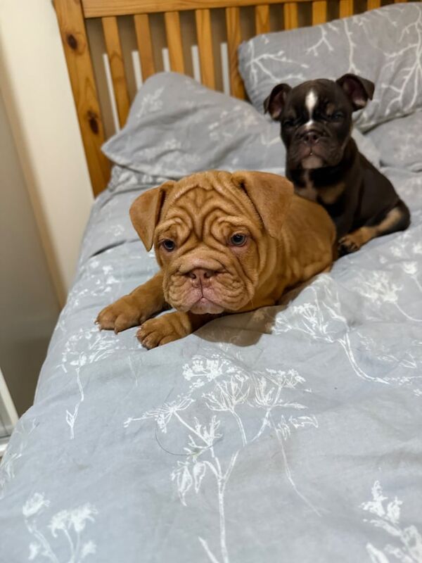 English Bulldog puppies for sale in Woodford, Greater London – KC registered, 9 weeks old - Image 3 of 3