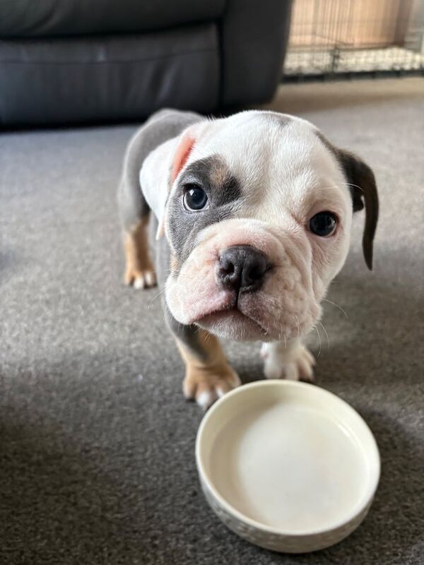 English Bulldog puppies for sale in Weston-super-Mare, Somerset – 8 weeks old