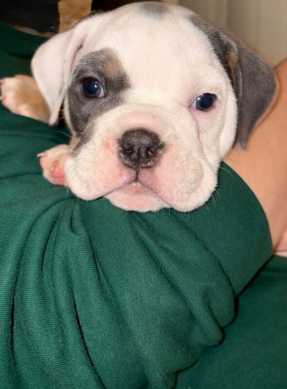 English Bulldog puppies for sale in Weston-super-Mare, Somerset – 8 weeks old - Image 2 of 6