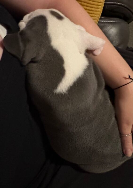 English Bulldog puppies for sale in Weston-super-Mare, Somerset – 8 weeks old - Image 6 of 6