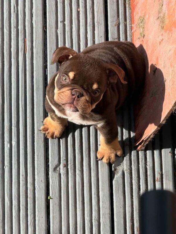 Bulldog Puppies For Sale