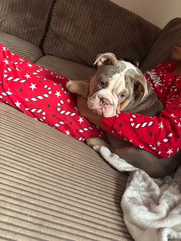 English Bulldog puppies for sale in Watford, Hertfordshire – 5 months old - Image 2 of 3