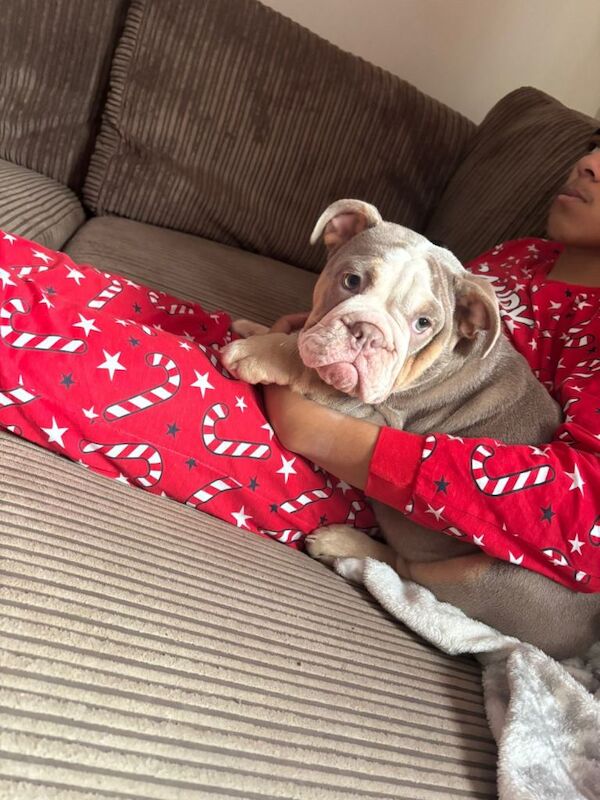 English Bulldog puppies for sale in Watford, Hertfordshire – 5 months old - Image 3 of 3