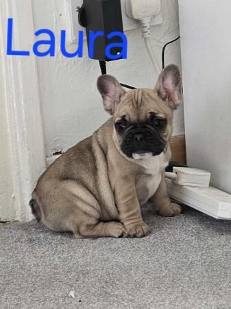 Beautiful French bulldog puppies for sale in Corby, Northamptonshire - Image 1