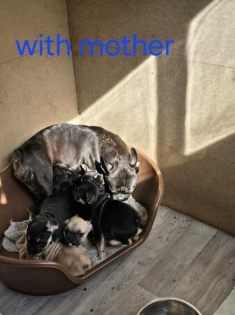 Beautiful French bulldog puppies for sale in Corby, Northamptonshire - Image 2