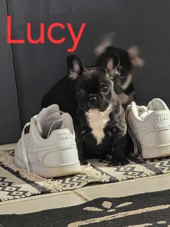 Beautiful French bulldog puppies for sale in Corby, Northamptonshire - Image 3