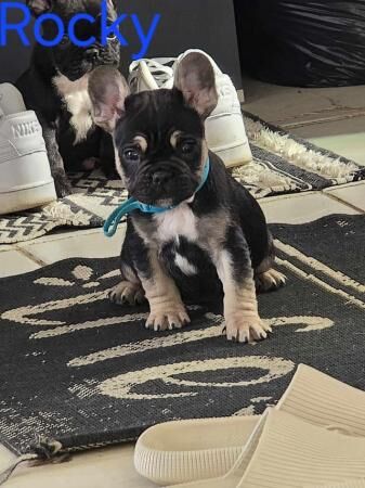 Beautiful French bulldog puppies for sale in Corby, Northamptonshire - Image 4