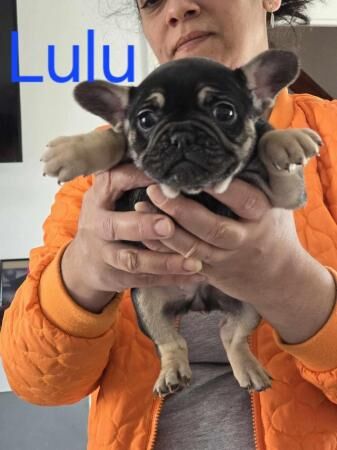 Beautiful French bulldog puppies for sale in Corby, Northamptonshire - Image 5