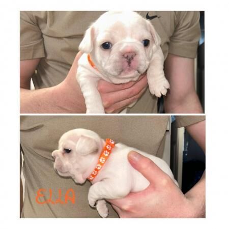 Beautiful KC register french bulldogs for sale in Sheffield, South Yorkshire