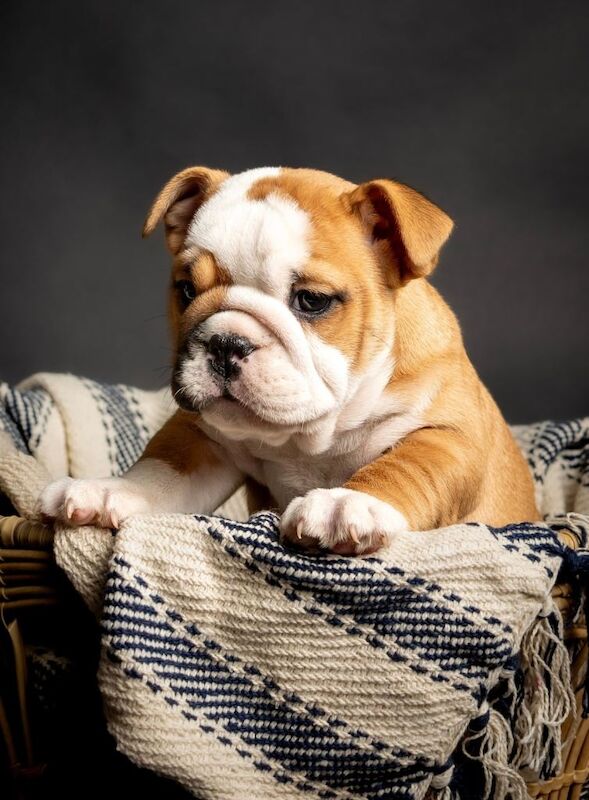 English Bulldog puppies for sale in Coventry, West Midlands – KC registered, 9 weeks old