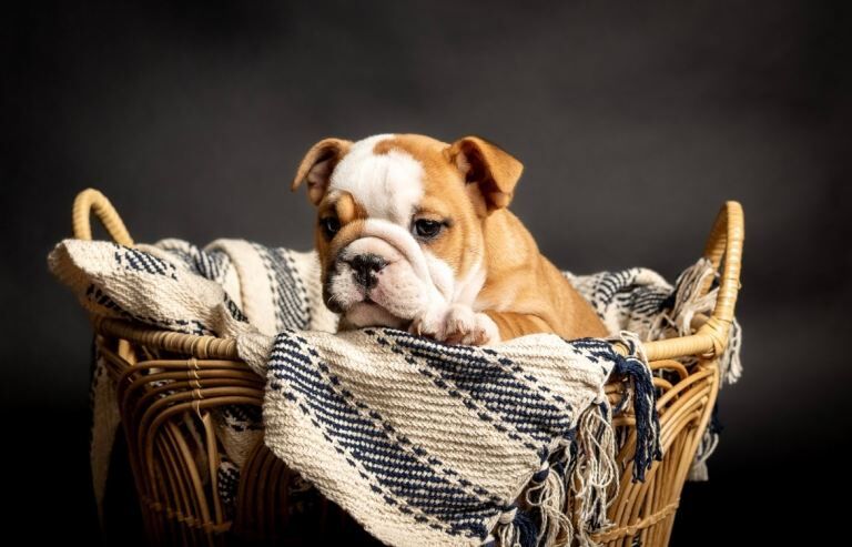 English Bulldog puppies for sale in Coventry, West Midlands – KC registered, 11 weeks old - Image 2 of 3