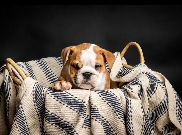 English Bulldog puppies for sale in Coventry, West Midlands – KC registered, 11 weeks old - Image 3 of 3