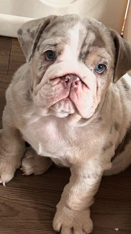 English Bulldog puppies for sale in South Ockendon, Essex – 9 weeks old