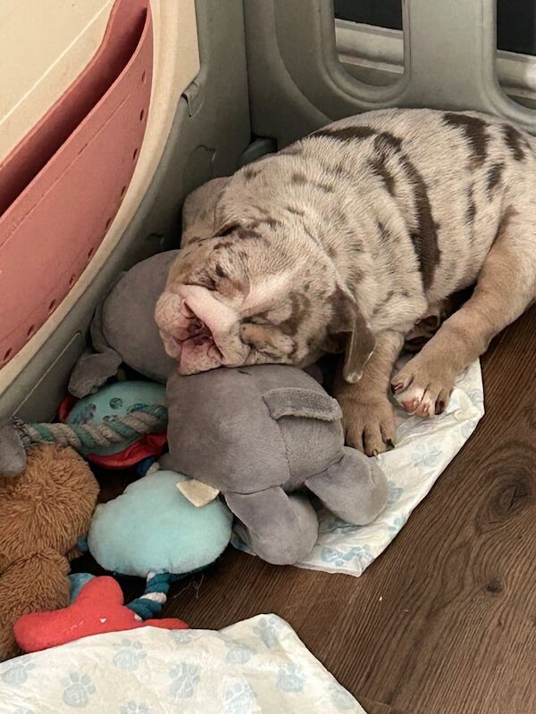 English Bulldog puppies for sale in South Ockendon, Essex – 9 weeks old - Image 2 of 3