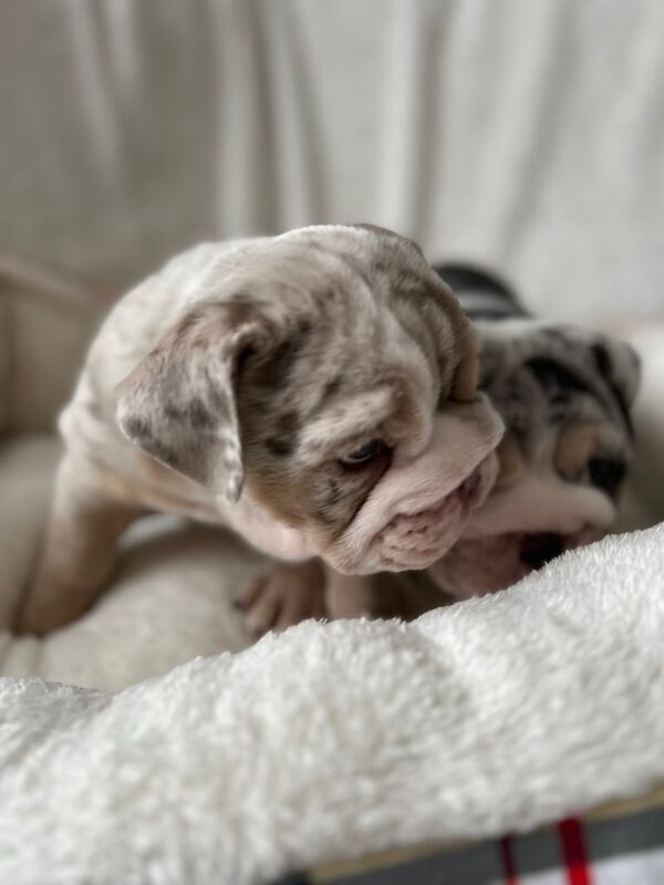 English Bulldog puppies for sale in South Ockendon, Essex – 9 weeks old - Image 3 of 3