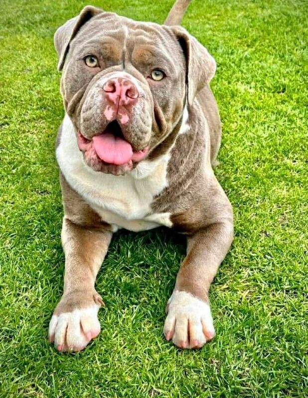 Beautiful lilac & white old English bulldog